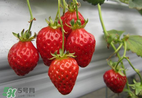 枇杷和草莓能一起吃嗎？枇杷能和草莓能一起吃嗎？