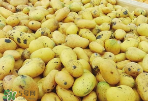 芒果爛了一點能吃嗎？芒果爛了一半還能吃嗎？