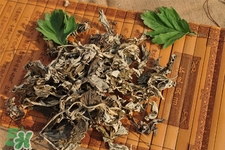 艾草可以治風(fēng)濕嗎？怎么用艾草治療風(fēng)濕？