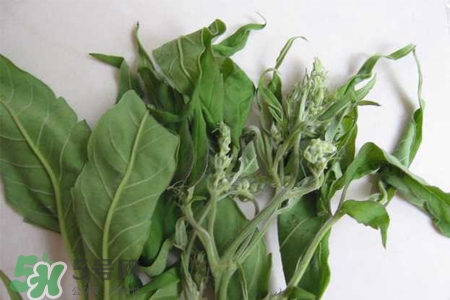 艾草可以治療宮寒嗎？艾草泡腳能治宮寒嗎？