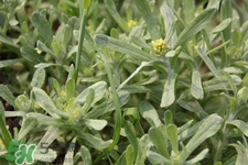 艾草能治療蕁麻疹嗎？艾草可以治療蕁麻疹嗎？