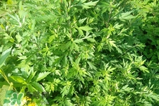 艾草可以治咳嗽嗎？艾草可以治小兒咳嗽嗎？