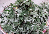 艾草可以治感冒嗎？艾草如何治療感冒？