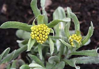 孕婦可以吃清明菜嗎？清明菜孕婦能吃嗎？