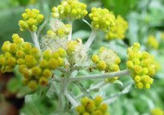 清明菜開花了能不能吃？清明菜怎么吃？