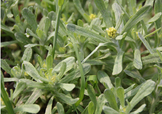 艾草能治療蕁麻疹嗎？艾草可以治療蕁麻疹嗎？
