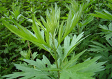 艾草可以治腳氣嗎？艾草泡腳能治腳氣嗎？