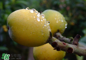 枇杷可以和蔥一起煮嗎？蔥和枇杷葉一起煮可以喝嗎？