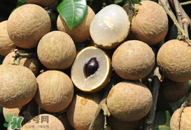 枇杷和龍眼能一起吃嗎？枇杷和桂圓能一起吃嗎？