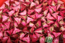 3月份的菱角可以吃嗎？菱角什么時候吃最好？