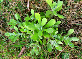 清明菜可以種植嗎？清明菜怎么種植？