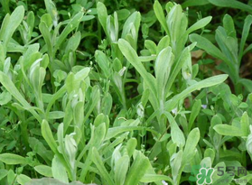 清明菜可以種植嗎？清明菜怎么種植？