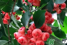 蓮霧是低糖水果嗎？蓮霧含糖量高嗎？