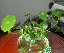 金錢草怎么養(yǎng)？金錢草好養(yǎng)嗎？