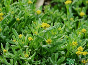 吃清明草有什么好處？清明草的功效與作用