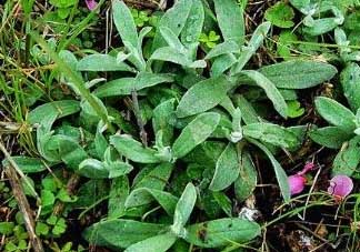 清明菜可以降血壓嗎？清明菜能降血壓嗎？