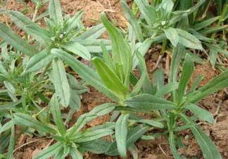 清明菜可以種植嗎？清明菜怎么種植？