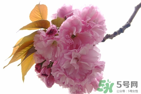 清明節(jié)掃墓能不去嗎？清明節(jié)上墳必須去嗎？