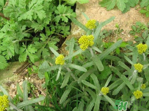 清明菜是發(fā)物嗎？清明菜是不是發(fā)物？