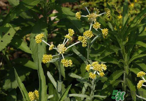 清明菜是發(fā)物嗎？清明菜是不是發(fā)物？