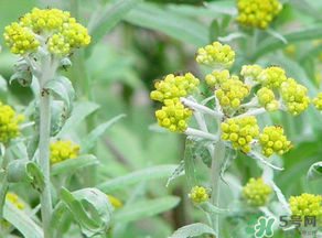 清明菜是發(fā)物嗎？清明菜是不是發(fā)物？