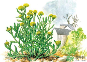 清明草叫什么？清明草有幾種？