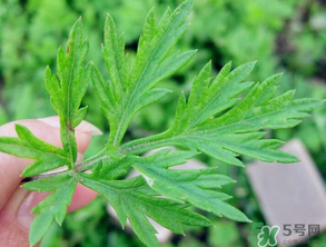 清明草是艾草嗎？清明菜是什么草？