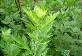 清明草是艾草嗎？清明菜是什么草？