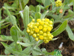 清明草能吃嗎？清明草花可以吃嗎？