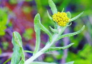 清明菜是發(fā)物嗎？清明菜是不是發(fā)物？