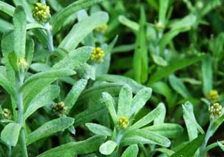 清明菜能治哮喘嗎？清明菜可以治哮喘嗎？