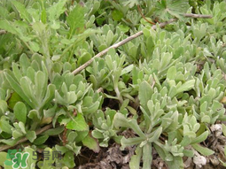 清明草可以種植嗎？清明草怎么種植？