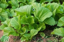 春分吃春菜有什么好處？春菜有什么營養(yǎng)價值？
