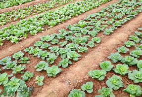 清明節(jié)種什么菜？清明節(jié)前后種什么菜？