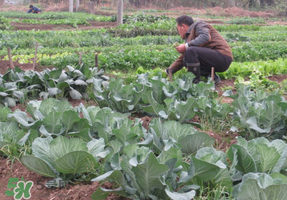 清明節(jié)種什么菜？清明節(jié)前后種什么菜？