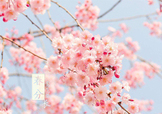 春分吃什么？春分吃什么會(huì)更加健康？