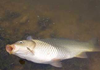 春分能夜釣嗎？春分能釣鯉魚嗎？