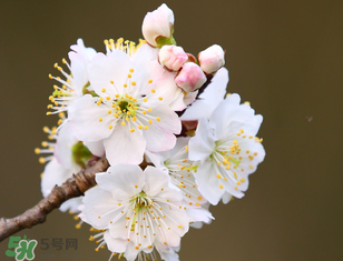 櫻桃需要授粉樹(shù)嗎？櫻桃需要什么授粉樹(shù)？