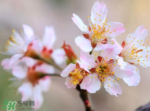 櫻桃需要授粉樹(shù)嗎？櫻桃需要什么授粉樹(shù)？