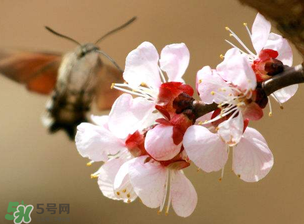 櫻桃需要授粉樹(shù)嗎？櫻桃需要什么授粉樹(shù)？