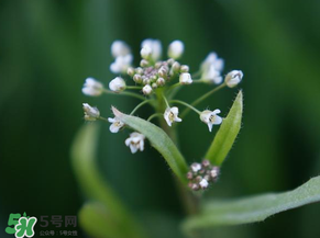 薺菜什么時候開花？薺菜花什么時候采？