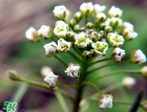 薺菜什么時候開花？薺菜花什么時候采？