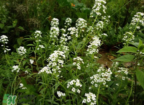 薺菜花可以泡茶嗎？薺菜花泡茶喝有什么功效？