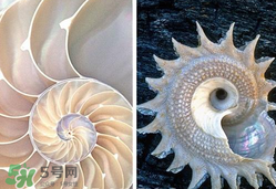 珍珠貝母表盤(pán)好嗎？珍珠貝母表盤(pán)耐用嗎？