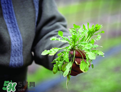 糖尿病人能吃薺菜嗎？糖尿病人可以吃薺菜嗎？