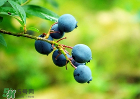 藍(lán)莓一天吃多少為宜？藍(lán)莓每天吃多少合適？