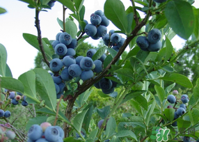 藍莓發(fā)霉還能吃嗎？藍莓發(fā)霉怎么辦？