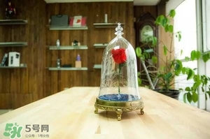 camino美女與野獸音響多少錢(qián)？camino玫瑰藍(lán)牙音箱價(jià)格