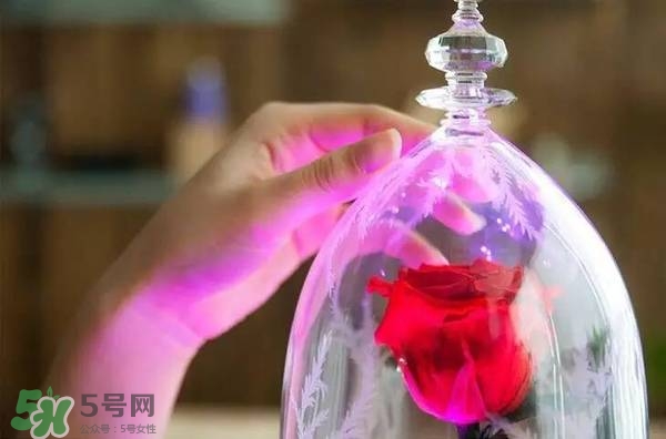 camino美女與野獸音響多少錢(qián)？camino玫瑰藍(lán)牙音箱價(jià)格