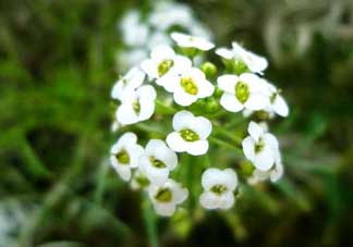 薺菜花可以泡茶嗎？薺菜花泡茶喝有什么功效？